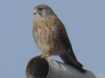 Kestrel