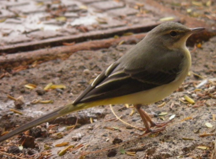 Grey Wagtail