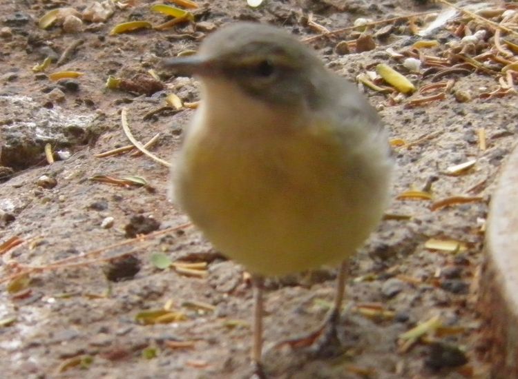 wagtail